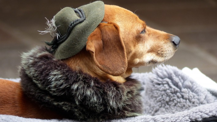 собака шляпка шарфик
