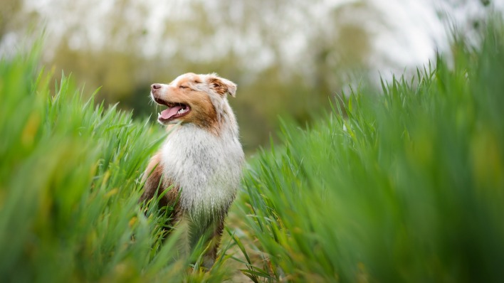 собака трава размытость