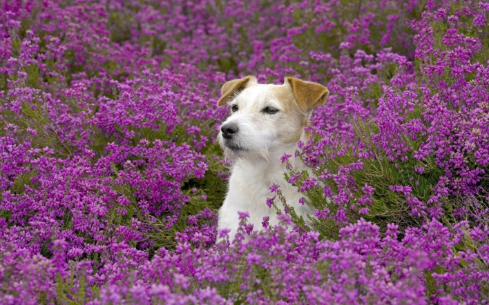 собака поле цветы фиолетовые