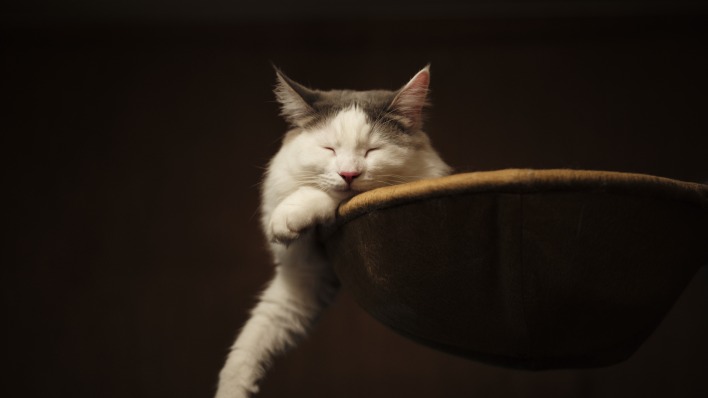 кошка кошка сонная мордочка