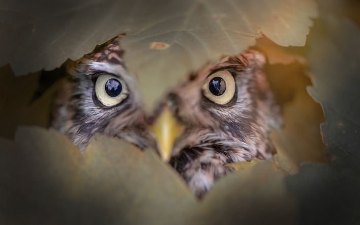 глаза клюв сова листья