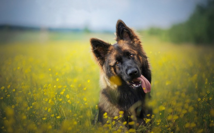 собака поле язык трава