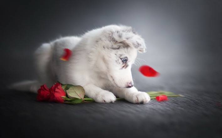 собака роза лепестки