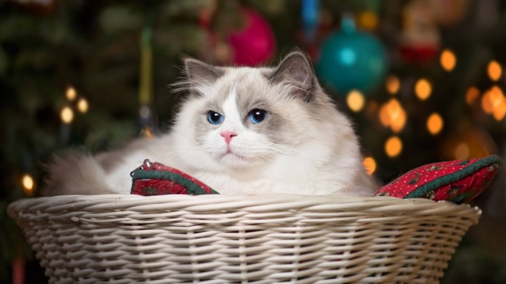 белая кошка кошка плетеная корзина елка елочные игрушки