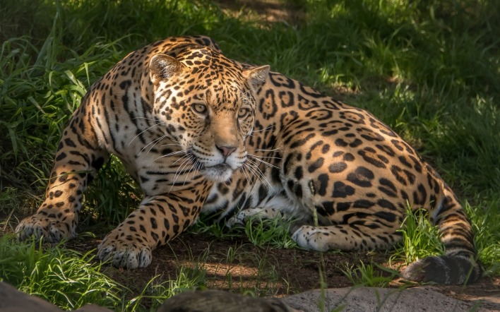 леопард лежит трава