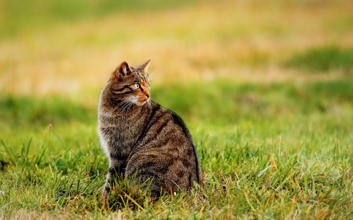 полосатая кошка кошка трава