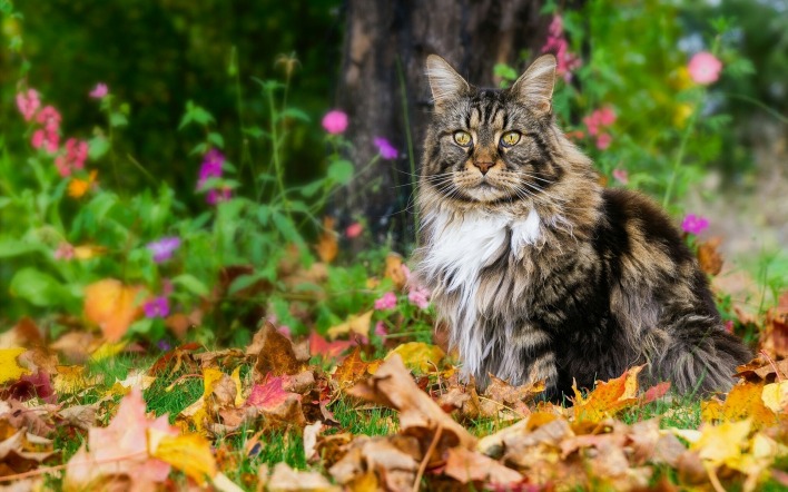 кот пушистый лес трава листья осень