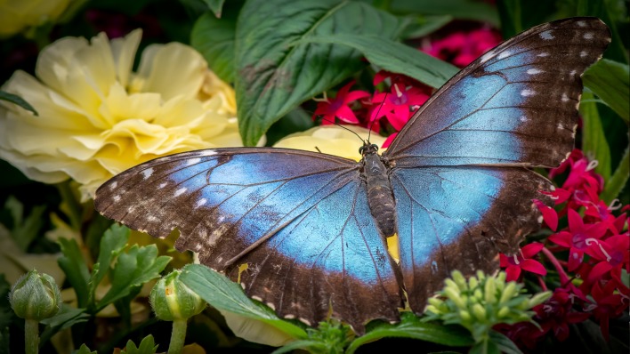бабочка черно-синяя цветы