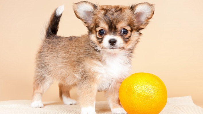 собака щенок апельсин корги