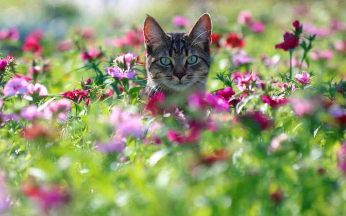 кот цветы поляна зеленые глаза