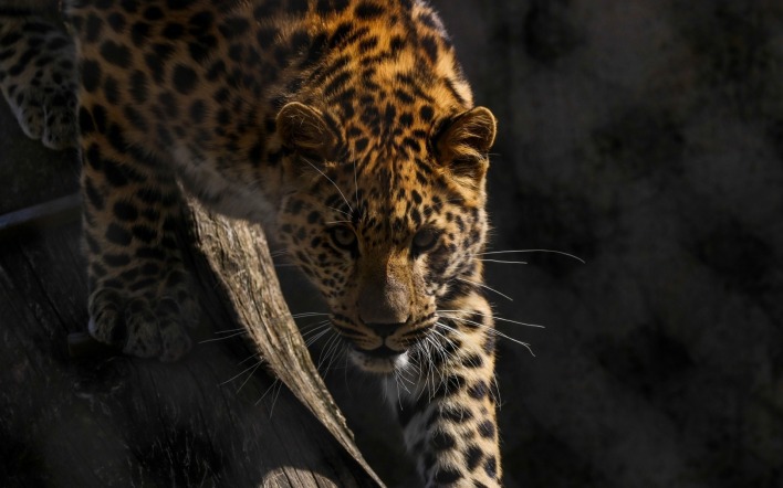 леопард хищник морда
