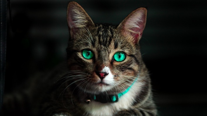 кошка глаза мордочка взгляд