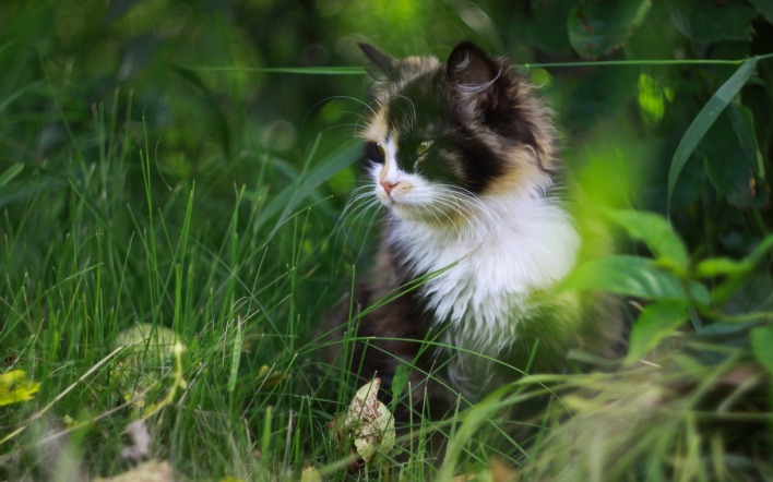 котенок трава пушистый