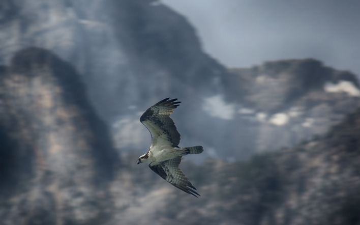 птица хищная птица полет горы