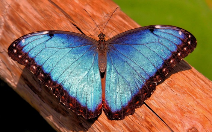 бабочка синяя бревно