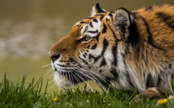 тигр трава на земле