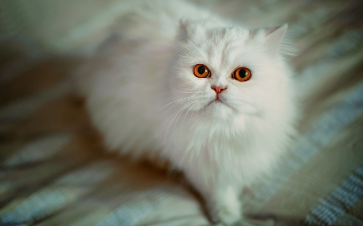 белая кошка пушистая кошка взгляд мордочка