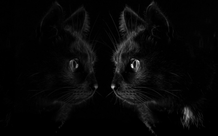 черная кошка профиль отражение черный фон