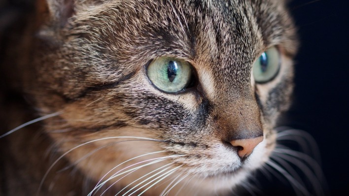 кот мордочка макро зеленые глаза