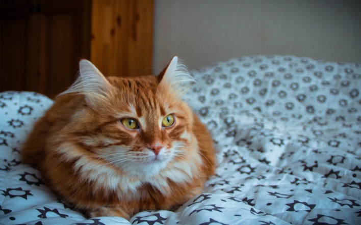 кот рыжий на кровати