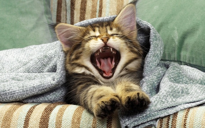 кошка зевает покрывало кровать