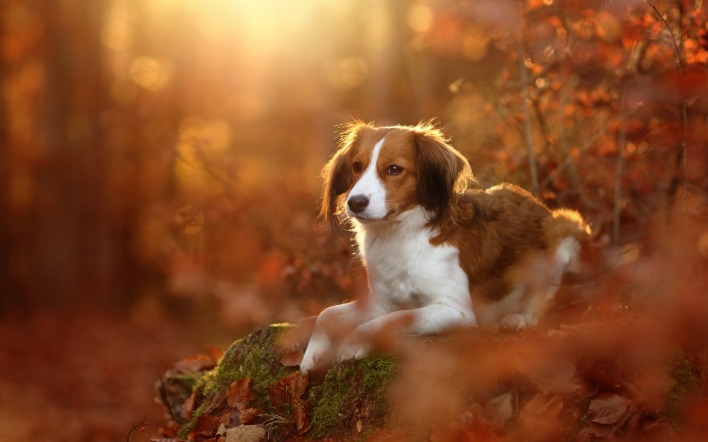 собака осень лес