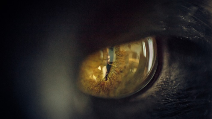 глаз кошка зрачок