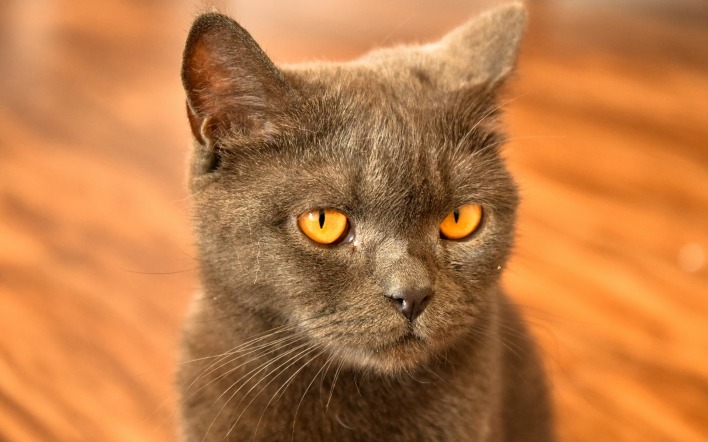 кот серый дымчатый британец морда глаза