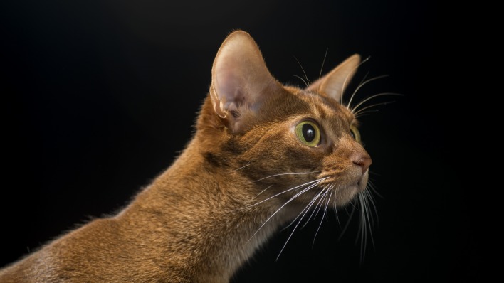 кот рыжий морда усы взгляд удивление