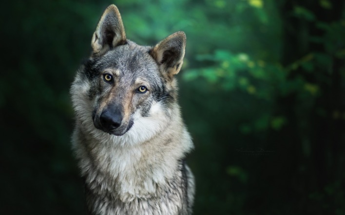 чехословацкая волчья собака взгляд лес