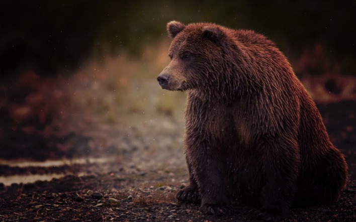 медведь грустный взгляд земля