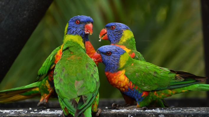 попугаи трио красочные
