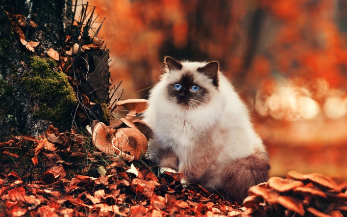 кот глаза листья осень