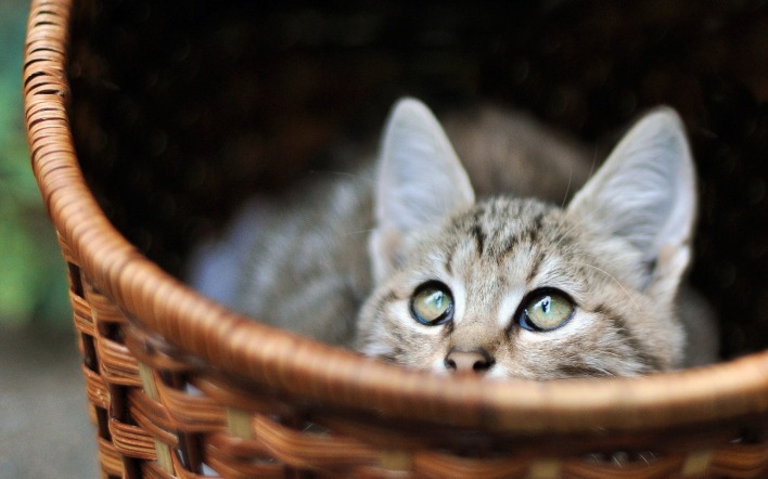 кошка плетеная корзина зеленые глаза