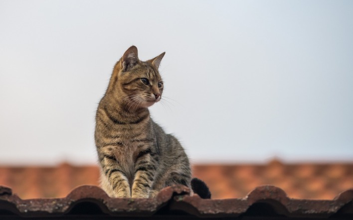 кошка взгляд крыша небо