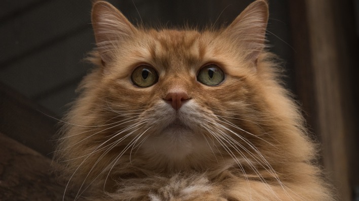 кот рыжий пушистый взгляд морда
