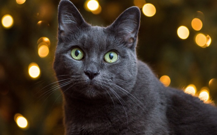 кот черный морда огоньки боке глаза