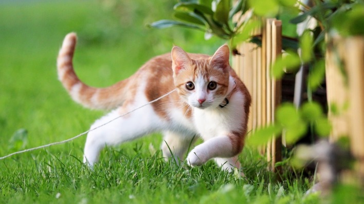 кошка трава забор