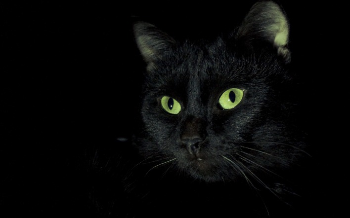 черный кот зеленые глаза черный фон