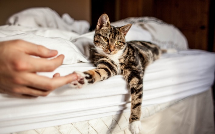 кошка постель рука