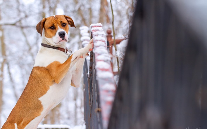 собака забор мордочка снег зима