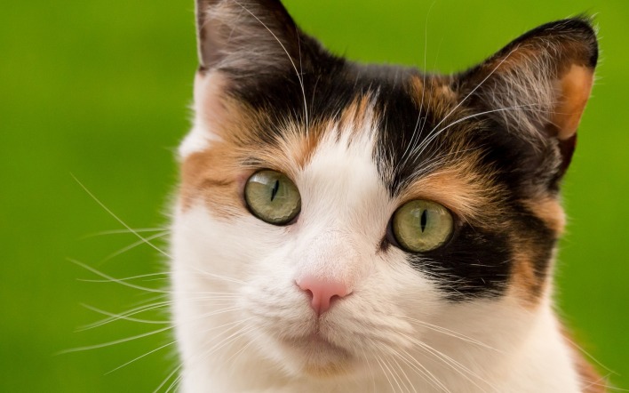 кошка милая зеленые глаза
