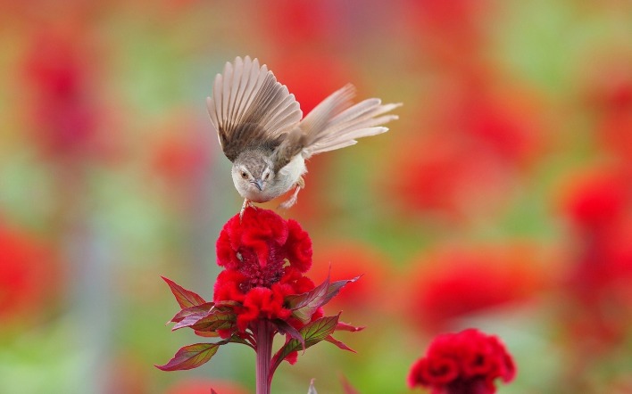 птица цветок крылья