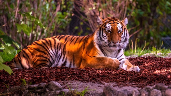 тигр хищник деревья