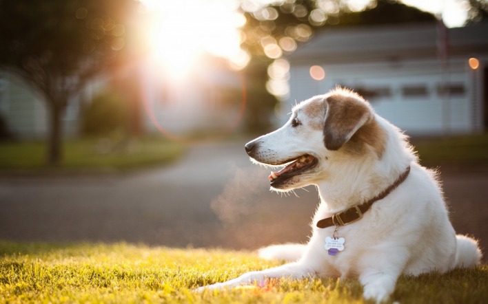 собака лужайка ошейник солнце