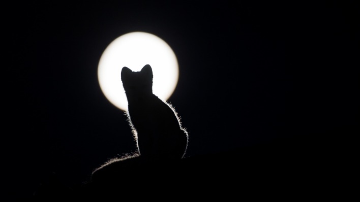 кот луна черный фон