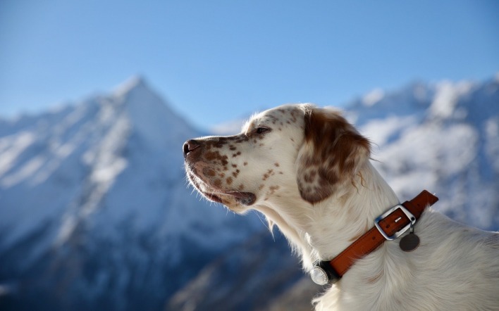 собака белая пятнистая ошейник горы