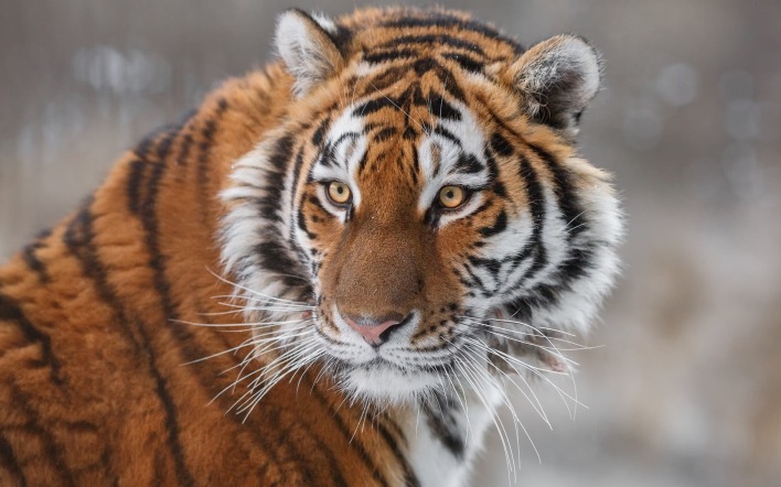 тигр полосатый морда хищник