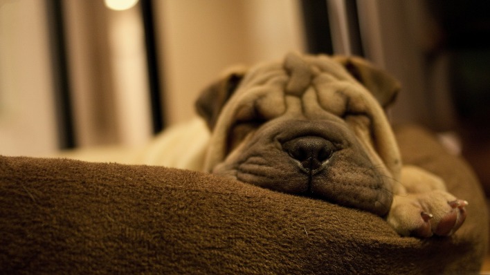 мопс собака спит диван
