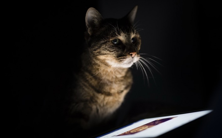 кошка планшет темнота черный фон